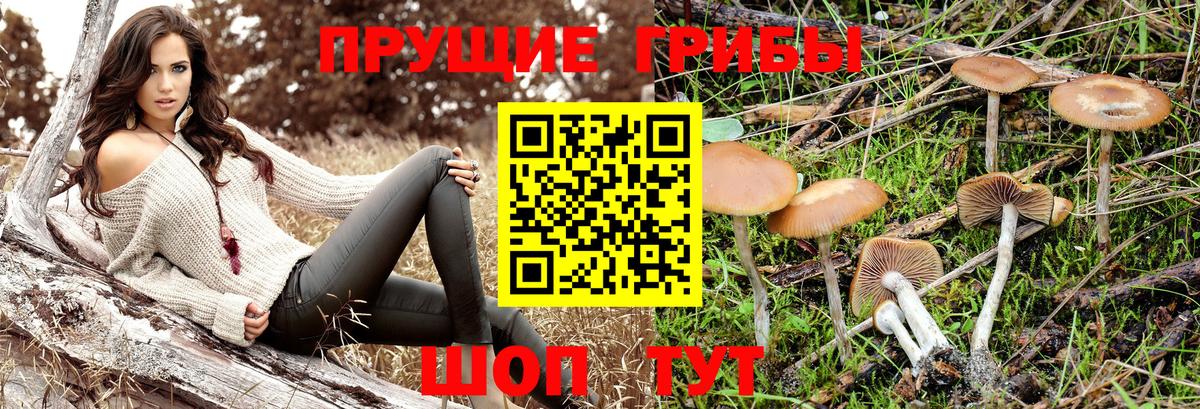Баксан  Галлюциногенные грибы Magic Shrooms  Галлюциногенные грибы GOLDEN TEACHER  Вход с VPN 